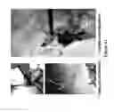 Fig. 29 - Encapsulated liver tissue