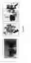 Fig. 30 - Encapsulated liver tissue