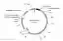 Fig. 01 - RECOMBINANT ONCOLYTIC VIRUS, SYNTHETIC DNA SEQUENCE, AND APPLICATION THEREOF