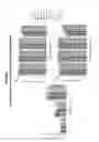 Fig. 09 - Materials and methods for treatment of hemoglobinopathies