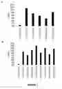 Fig. 08 - Engineered meganucleases specific for recognition sequences in the hepatitis B virus genome