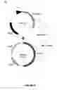 Fig. 12 - Engineered meganucleases specific for recognition sequences in the hepatitis B virus genome