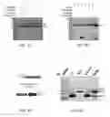 Fig. 06 - NgAgo-based gene-editing method and the uses thereof