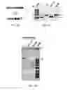 Fig. 07 - NgAgo-based gene-editing method and the uses thereof