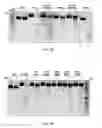 Fig. 09 - NgAgo-based gene-editing method and the uses thereof