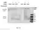 Fig. 20 - NgAgo-based gene-editing method and the uses thereof