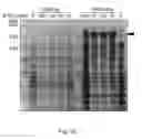 Fig. 21 - NgAgo-based gene-editing method and the uses thereof