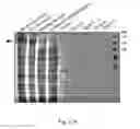 Fig. 22 - NgAgo-based gene-editing method and the uses thereof
