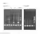 Fig. 05 - METHODS OF DEPLETING OR ISOLATING TARGET RNA FROM A NUCLEIC ACID SAMPLE