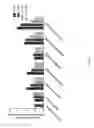 Fig. 09 - Antisense oligomers and methods of using the same for treating diseases associated with the acid alpha-glucosidase gene