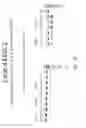 Fig. 25 - MULTIPLE EXON SKIPPING COMPOSITIONS FOR DMD
