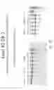 Fig. 35 - MULTIPLE EXON SKIPPING COMPOSITIONS FOR DMD