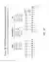 Fig. 40 - MULTIPLE EXON SKIPPING COMPOSITIONS FOR DMD