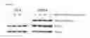 Fig. 09 - Methods and compositions for treating cancer using peptide nucleic acid-based agents