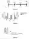 Fig. 07 - TMPRSS6 iRNA compositions and methods of use thereof