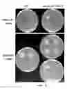 Fig. 03 - ENHANCED PROCESSES AND REAGENTS FOR HOST ENGINEERING