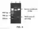 Fig. 05 - Plasmid vector for expressing a PVT1 exon and method for constructing standard curve therefor