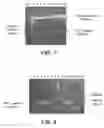 Fig. 08 - Plasmid vector for expressing a PVT1 exon and method for constructing standard curve therefor