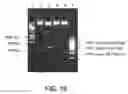 Fig. 10 - Plasmid vector for expressing a PVT1 exon and method for constructing standard curve therefor