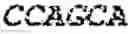 Fig. 23 - WHEAT