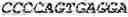 Fig. 25 - WHEAT