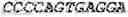 Fig. 31 - WHEAT