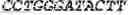 Fig. 33 - WHEAT