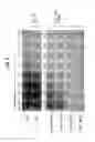 Fig. 10 - REVERSE GENETICS USING NON-ENDOGENOUS POL I PROMOTERS