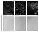 Fig. 08 - EHV with inactivated UL18 and/or UL8