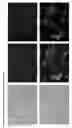 Fig. 10 - EHV with inactivated UL18 and/or UL8