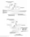 Fig. 01 - Methods and compositions for RNA-directed target DNA modification and for RNA-directed modulation of transcription