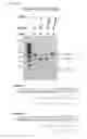 Fig. 22 - Methods and compositions for RNA-directed target DNA modification and for RNA-directed modulation of transcription
