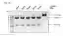 Fig. 24 - Methods and compositions for RNA-directed target DNA modification and for RNA-directed modulation of transcription