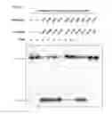 Fig. 38 - Methods and compositions for RNA-directed target DNA modification and for RNA-directed modulation of transcription
