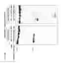 Fig. 41 - Methods and compositions for RNA-directed target DNA modification and for RNA-directed modulation of transcription