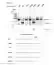 Fig. 50 - Methods and compositions for RNA-directed target DNA modification and for RNA-directed modulation of transcription