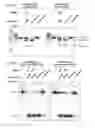 Fig. 51 - Methods and compositions for RNA-directed target DNA modification and for RNA-directed modulation of transcription