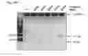 Fig. 55 - Methods and compositions for RNA-directed target DNA modification and for RNA-directed modulation of transcription