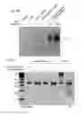 Fig. 58 - Methods and compositions for RNA-directed target DNA modification and for RNA-directed modulation of transcription