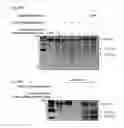 Fig. 59 - Methods and compositions for RNA-directed target DNA modification and for RNA-directed modulation of transcription