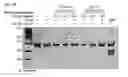 Fig. 61 - Methods and compositions for RNA-directed target DNA modification and for RNA-directed modulation of transcription