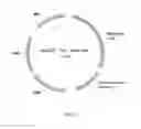 Fig. 04 - Whole-cell catalytic system and applications thereof