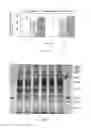Fig. 11 - Whole-cell catalytic system and applications thereof
