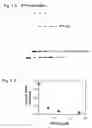 Fig. 03 - METHOD FOR THE PRODUCTION OF A LYSATE USED FOR CELL-FREE PROTEIN BIOSYNTHESES