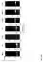 Fig. 16 - Compositions and methods for rapid in vitro synthesis of bioconjugate vaccines in vitro via production and N-glycosylation of protein carriers in detoxified prokaryotic cell lysates