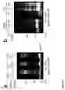 Fig. 20 - Compositions and methods for rapid in vitro synthesis of bioconjugate vaccines in vitro via production and N-glycosylation of protein carriers in detoxified prokaryotic cell lysates