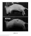 Fig. 12 - Nanoparticle transducer sensors and methods of use thereof