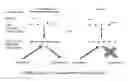 Fig. 01 - Quantitative amplification normalization with quenchers