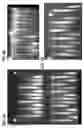 Fig. 07 - PLURALITY OF TRANSPOSASE ADAPTERS FOR DNA MANIPULATIONS