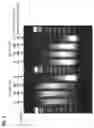 Fig. 08 - PLURALITY OF TRANSPOSASE ADAPTERS FOR DNA MANIPULATIONS